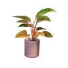 Aglaonéma mix en pot Ø 12 cm