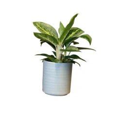 Aglaonéma mix en pot Ø 12 cm