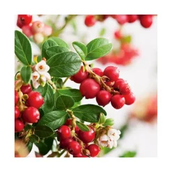 Airelle Rouge Bio. Le pot de 2 litres