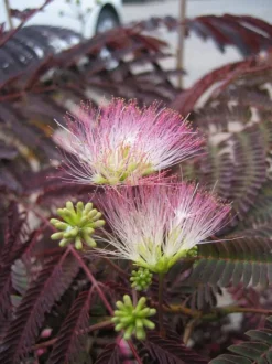 Albizia Summer Chocolate. Le pot de 15 litres