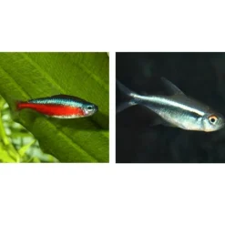 Aliment pour poissons de petite taille ProNovo Neon Grano XXS, JBL - 16g 20ml