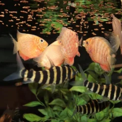 Alimentation insectes sticks petits 10g, 20ml - JBL ProNovo S