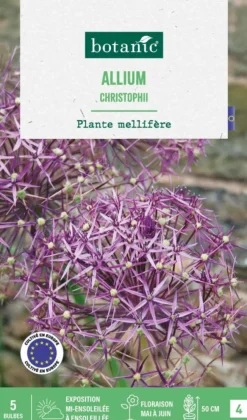 Allium christophii botanic® - 5 bulbes