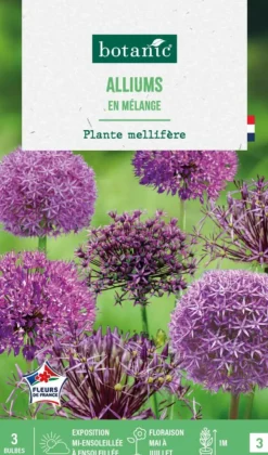 Allium en mélange - 3 bulbes