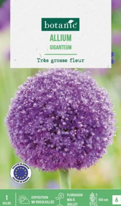 Allium giganteum botanic® - 1 bulbe