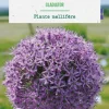 Allium gladiator botanic® - 1 bulbe