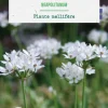 Allium neapolitanum botanic® - 25 bulbes