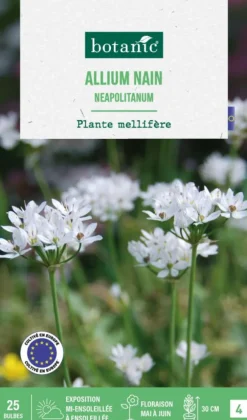 Allium neapolitanum botanic® - 25 bulbes