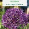 Allium purple sensation en mélange botanic® - 3 bulbes