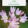 Allium roseum botanic® - 25 bulbes