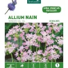 Allium roseum rose botanic® - 20 bulbes