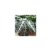 Alocasia Bambino en pot de Ø 12 cm