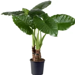 Alocasia calidora 3 pieds - Pot de 24 cm de diamètre