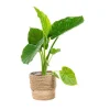 Alocasia Calidora Pot Ø35 cm