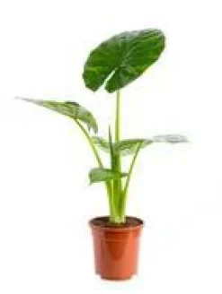 Alocasia Calidora pot Ø32xH120 cm