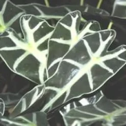 Alocasia Polly
