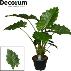 Alocasia Portodora Pot Ø35 cm H150 cm