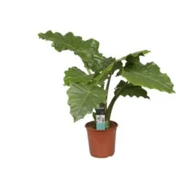 Alocasia Portodora Pot Ø35 cm H150 cm