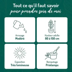 Alocasia wenti verti. Le pot de 15 litres