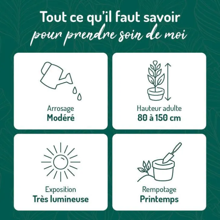 Alocasia wenti verti. Le pot de 15 litres