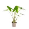 Alocasia Zebrina ou Oreille d'éléphant en pot. Ø 24 cm.