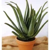 Aloe vera bio en pot Ø 30 cm