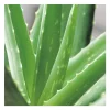 Aloe vera bio en pot - 5L