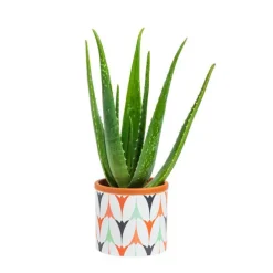 Aloe vera bio en pot céramique Ø 12 cm