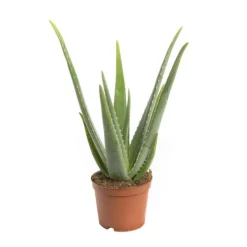 Aloe vera bio en pot H 40 x Ø 15 cm