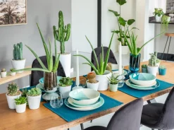 Aloe vera bio en pot H 25 x Ø 12 cm