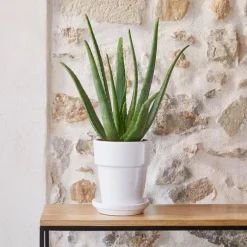 Aloe Vera botanic® - Pot de Ø 18 cm