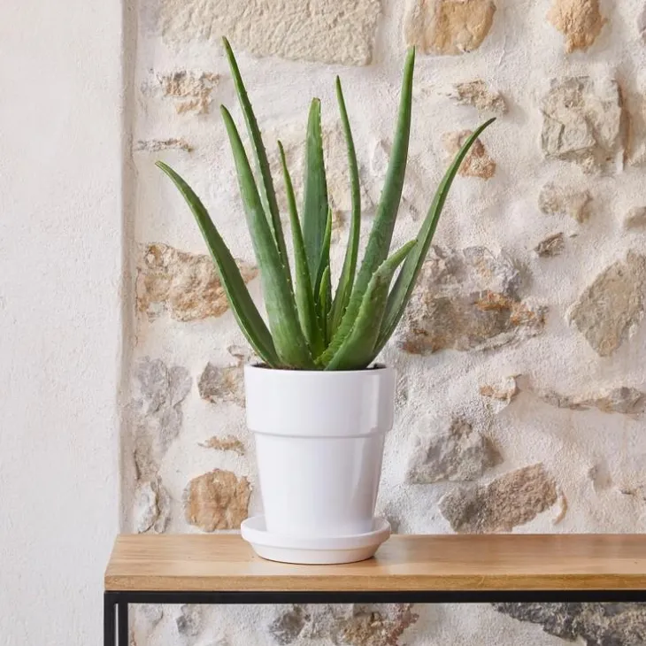 Aloe Vera botanic® - Pot de Ø 18 cm