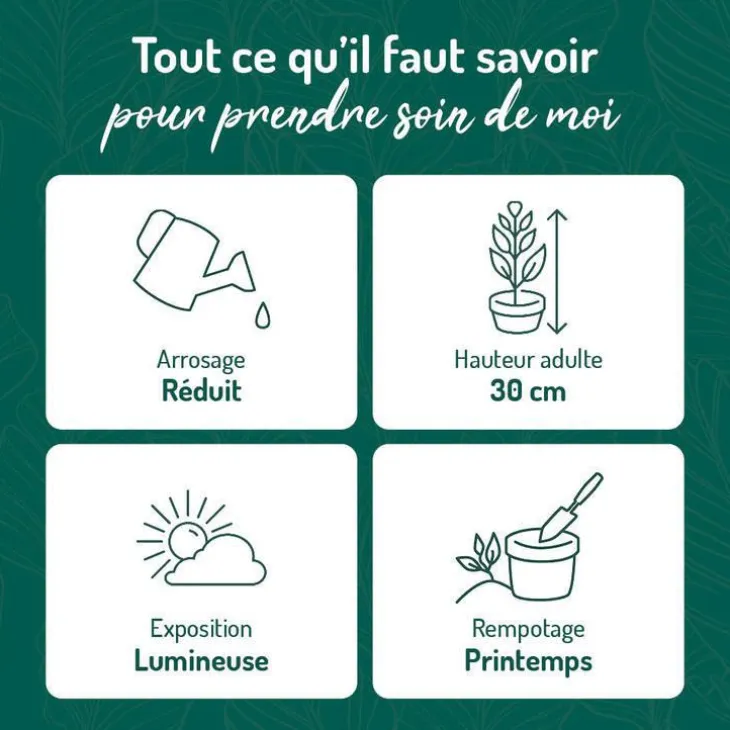 Aloe Vera botanic® - Pot de Ø 18 cm