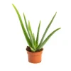 Aloe vera en pot Ø 12 cm