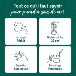 Aloe Vera en pot déco blanc Ø 15 cm