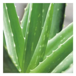 Aloe vera en pot H 60 x Ø 21 cm