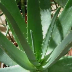 Aloe vera en pot H 65 x Ø 20 cm