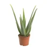 Aloe vera vert. Le pot de 16 cm
