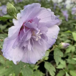 Althéa Blue Chiffon Notwood3 touffe. Le pot de 4 litres