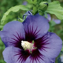 Althéa (HIBISCUS SYRIACUS ULTRA MARINE®), en pot de 7 litres