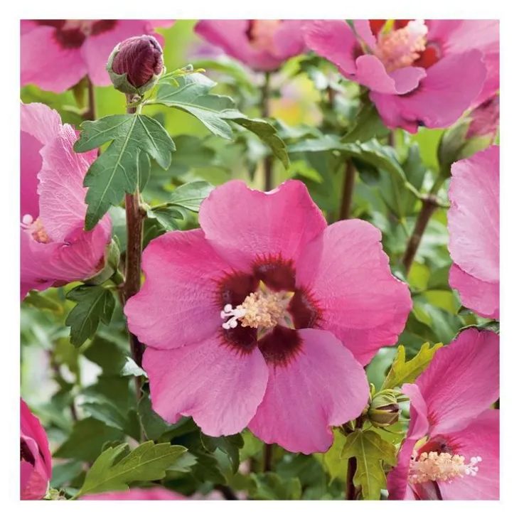 Althéa Pink Geant - pot 5 L