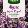 Alysse Tapis Royal Vilmorin - graines à semer