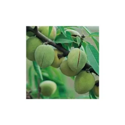 Amandier Ferragnes ®. Le pot de 15 litres, forme 1/2 tige