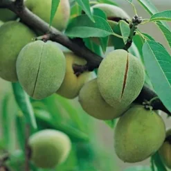 Amandier Ferragnés Bio. Le pot de 12 litres