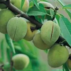 Amandier Ferragnés Bio. Le pot de 15 litres