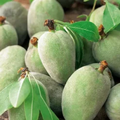 Amandier Princesse Bio. Le pot de 12 litres