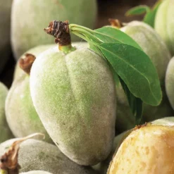 Amandier Texas Bio. Le pot de 12 litres