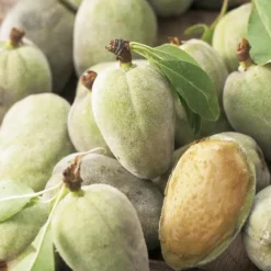 Amandier Texas. Le pot de 12 litres