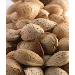 Amandier Texas. Le pot de 15 litres