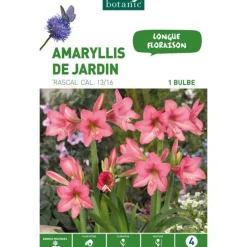 Amarilys Rascal rose botanic® - 1 bulbe